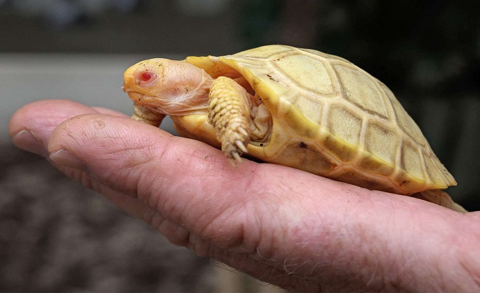 albino turtle